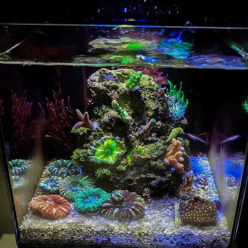 PNW Custom Micro Reef-Ready 40oz Desktop Aquarium B272