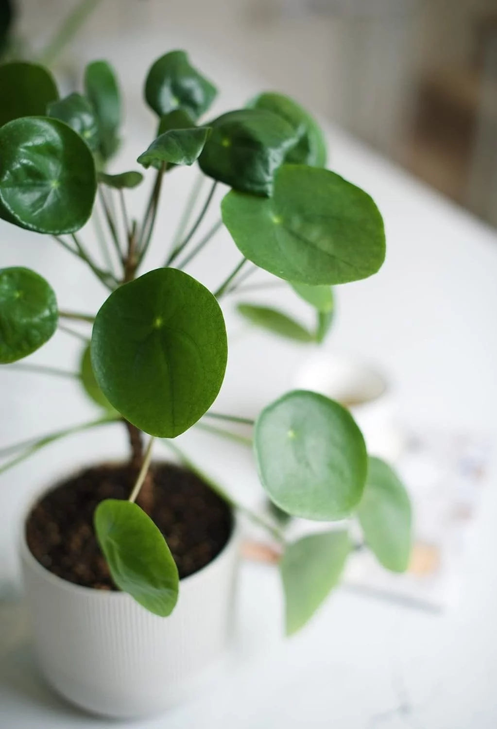 Chinese Money Plant Pilea Peperomioides Live Starter Plant B633162