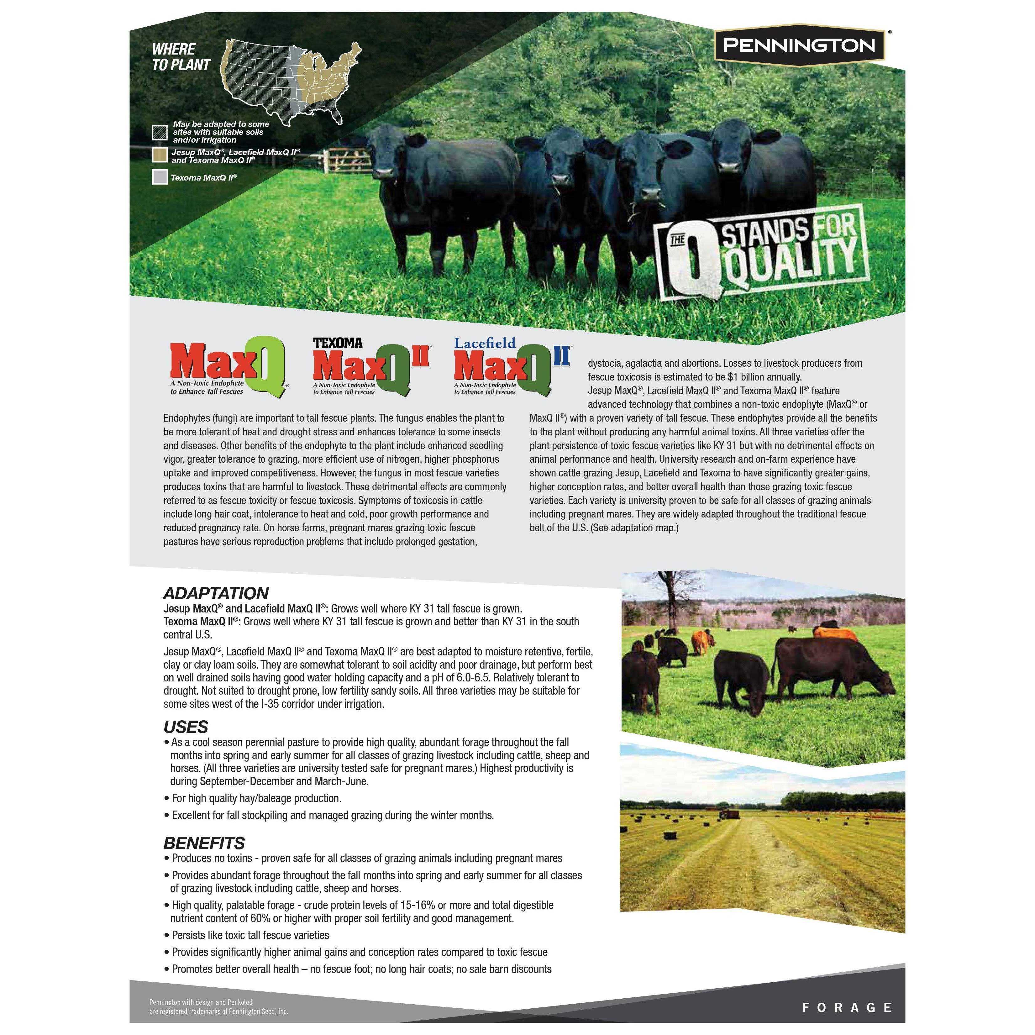 Pennington MaxQ Jesup Forage Tall Fescue Q259