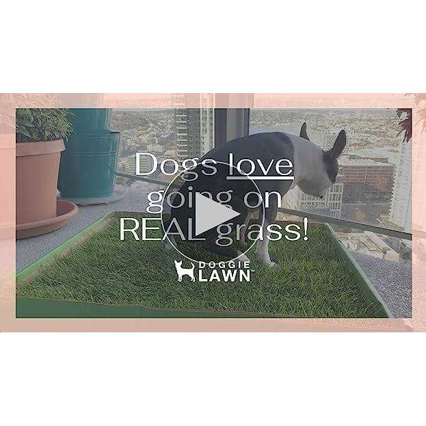 DoggieLawn Dog Potty Real Grass P567039