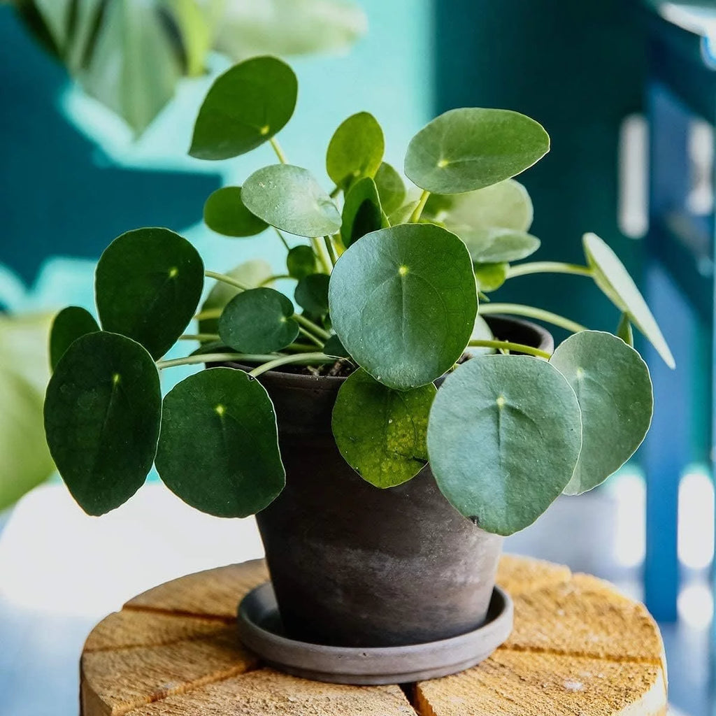 Chinese Money Plant Pilea Peperomioides Live Starter Plant B633162