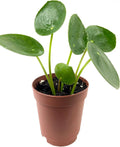 Chinese Money Plant - 1 Live Starter Plant - Pilea Peperomioides - Rare and Elegant Indoor Houseplant