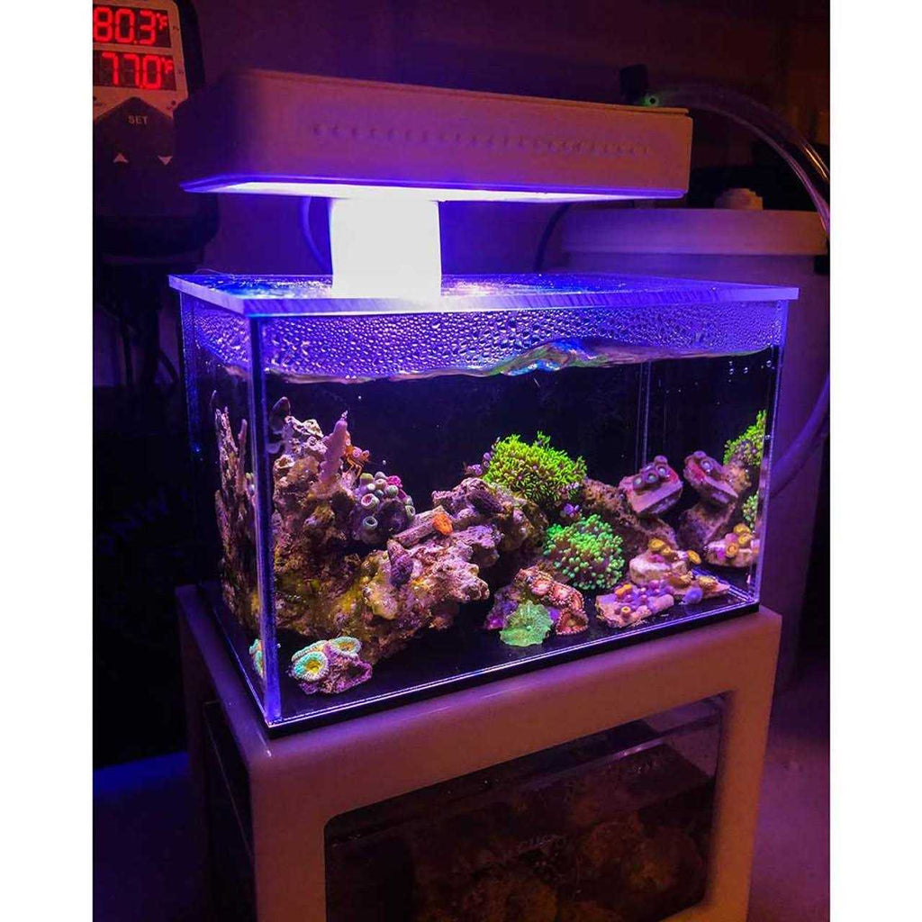 PNW Custom Micro Reef-Ready 40oz Desktop Aquarium B272