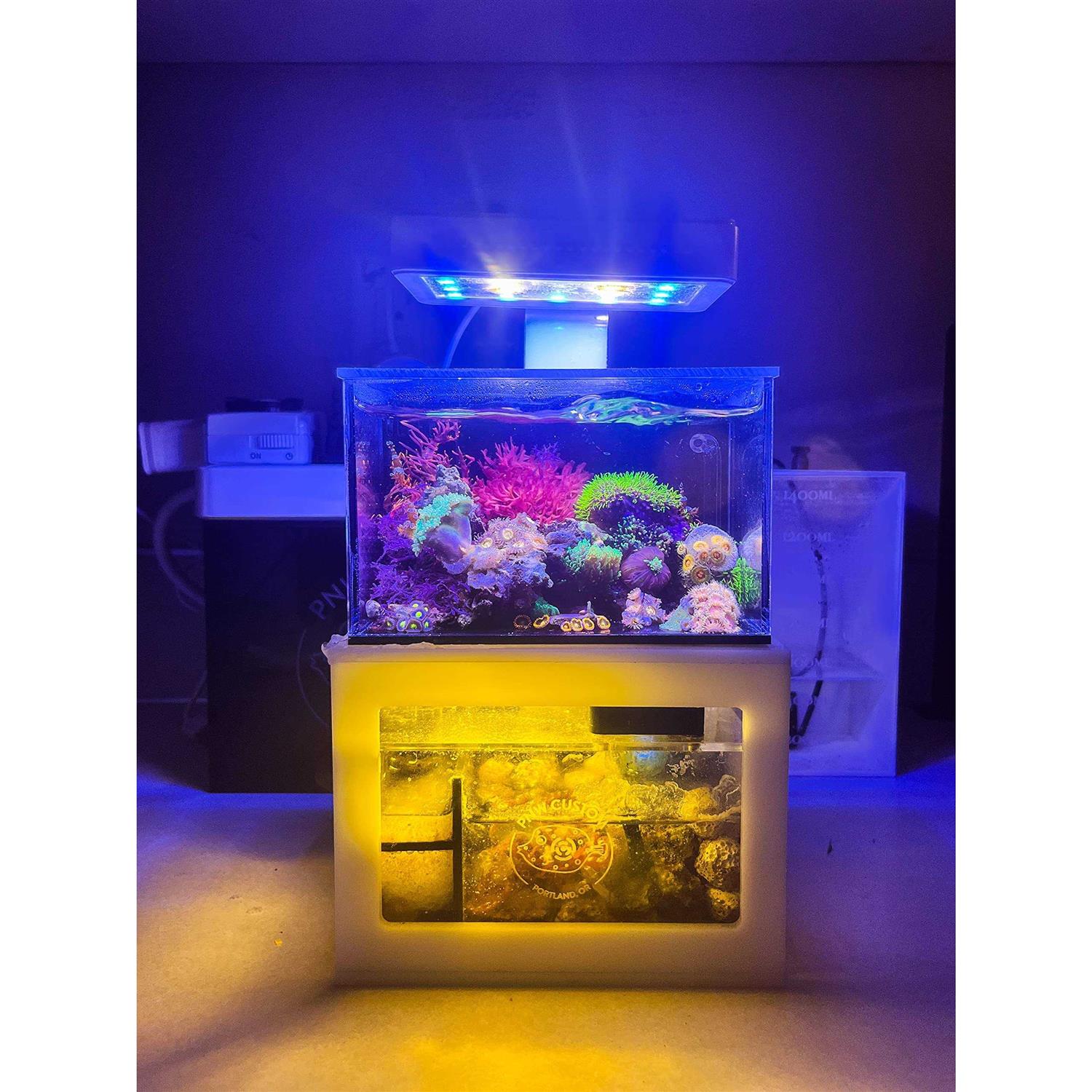 PNW Custom Micro Reef-Ready 40oz Desktop Aquarium B272