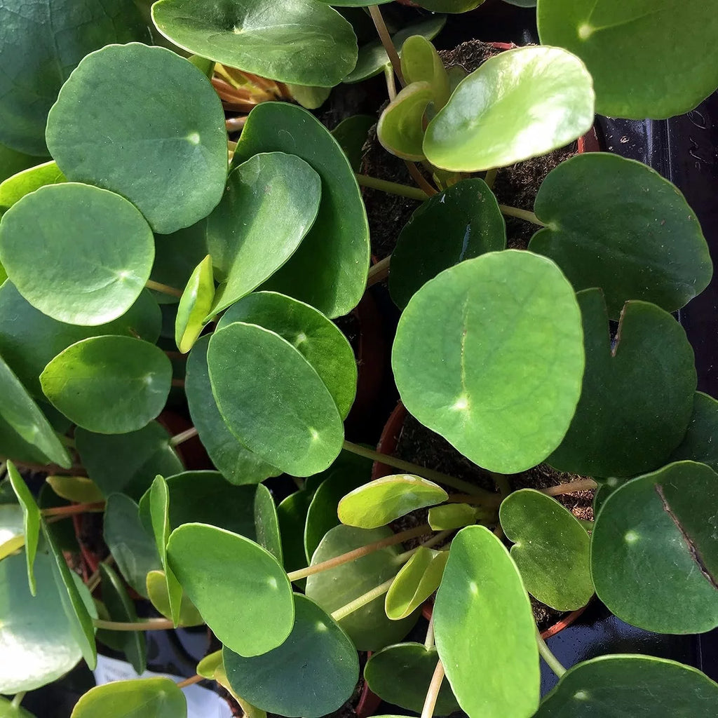 Chinese Money Plant Pilea Peperomioides Live Starter Plant B633162