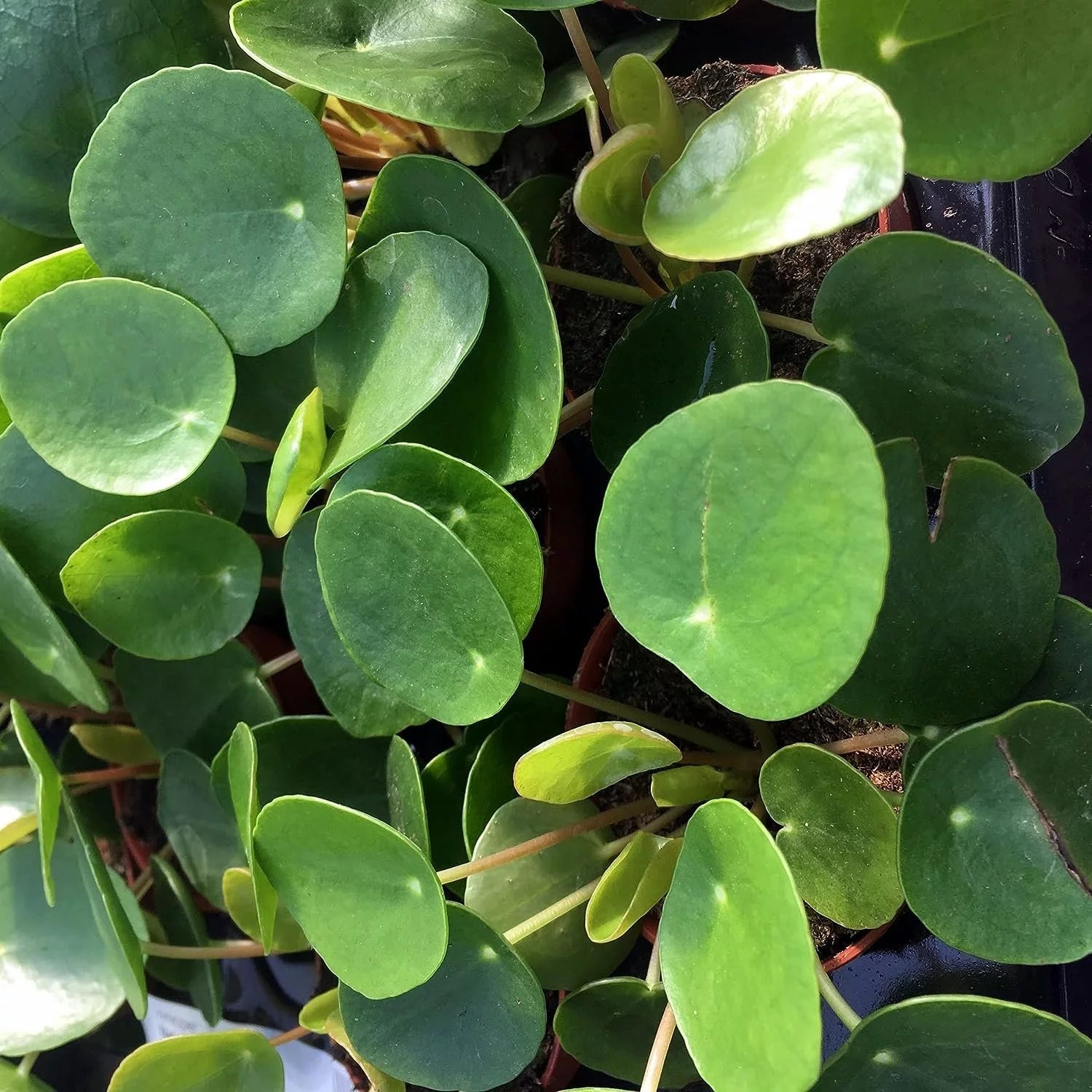 Chinese Money Plant Pilea Peperomioides Live Starter Plant B633162