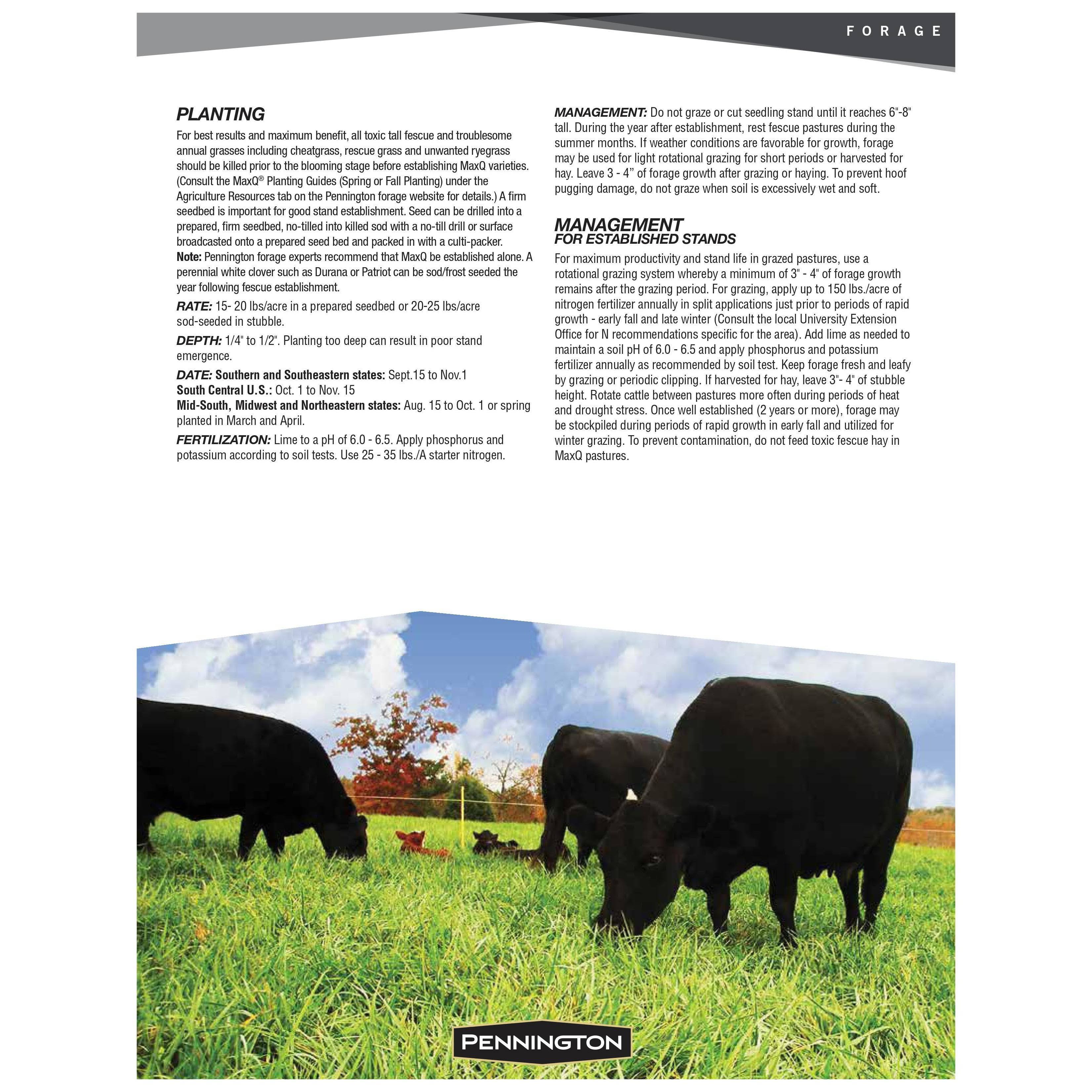 Pennington MaxQ Jesup Forage Tall Fescue Q259