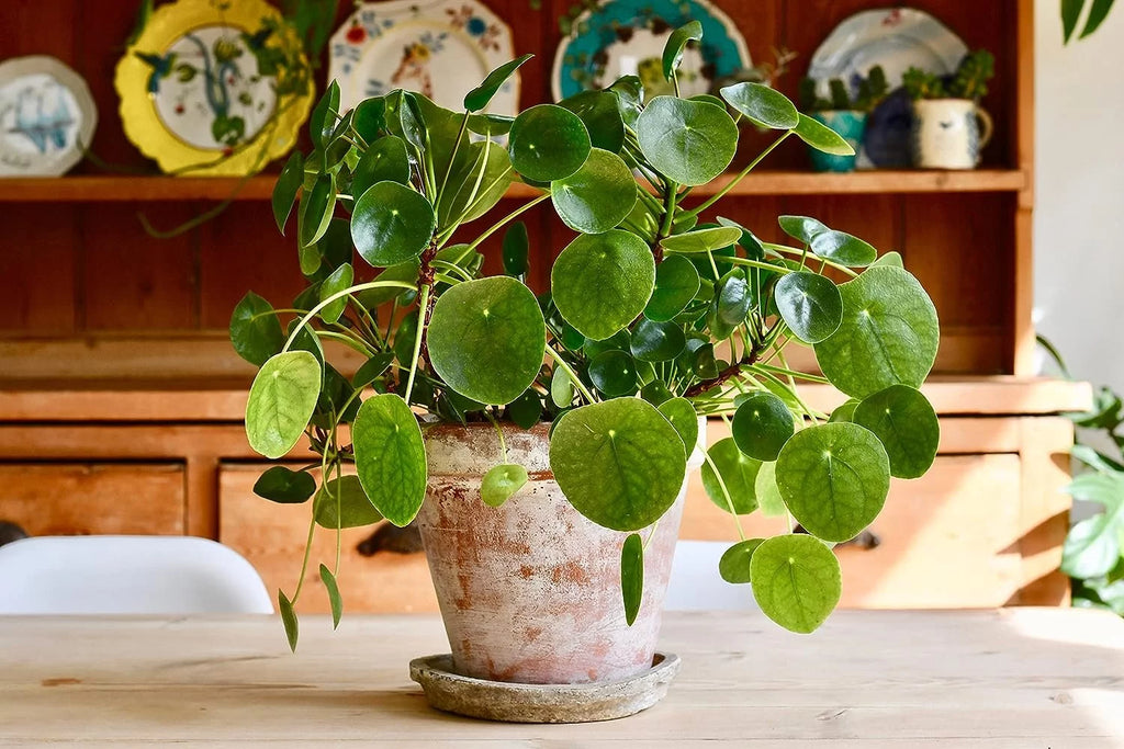 Chinese Money Plant Pilea Peperomioides Live Starter Plant B633162