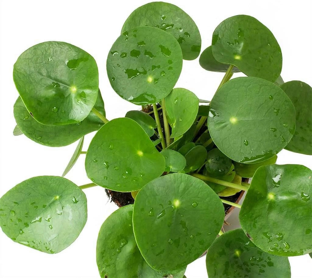 Chinese Money Plant Pilea Peperomioides Live Starter Plant B633162
