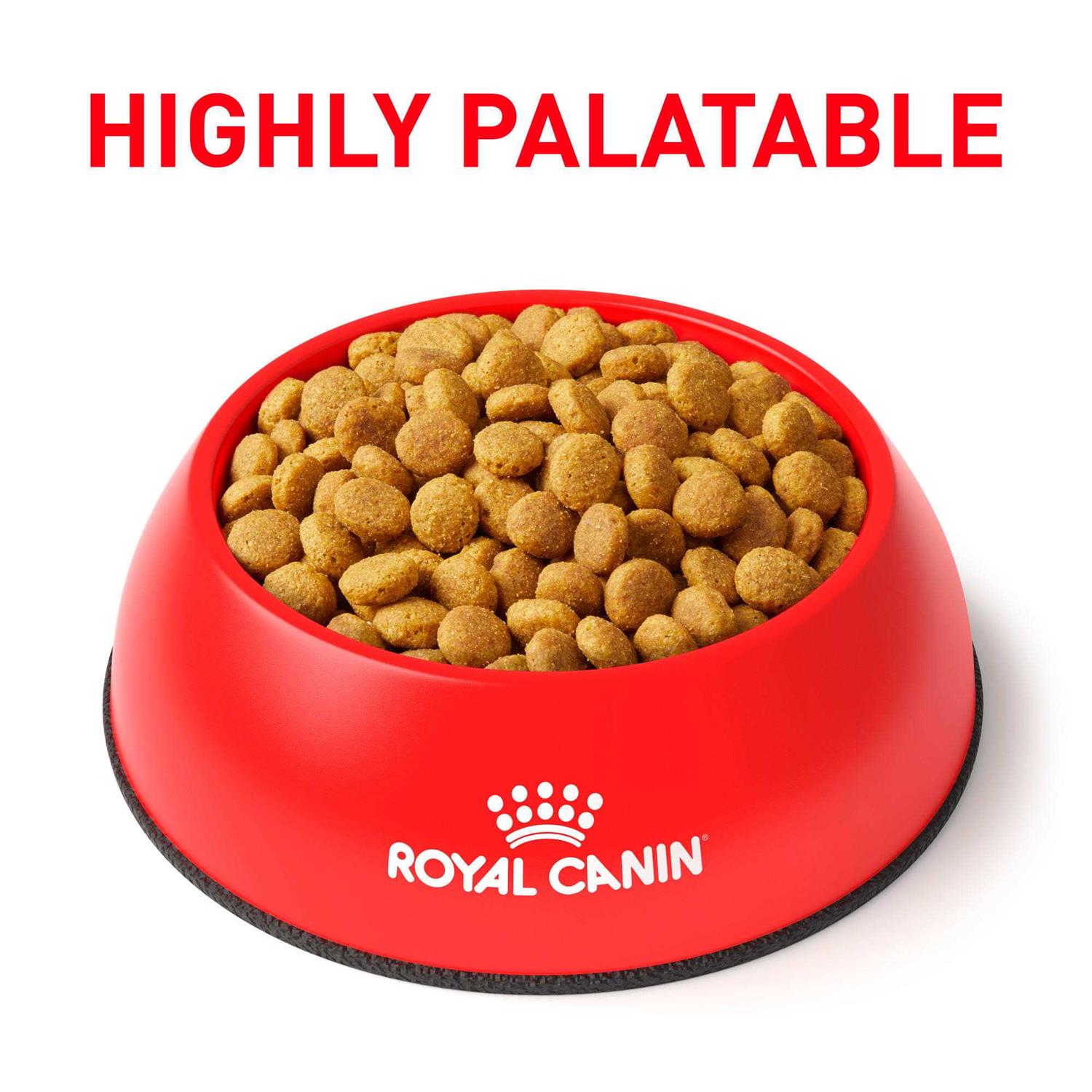 Royal Canin Veterinary Diet Feline Renal Support Dry Food W620