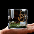 AWXZOM Spider Terrarium Acrylic Reptile Breeding Box Jumping Spider Enclosure with Dropper Tongs Snail cage