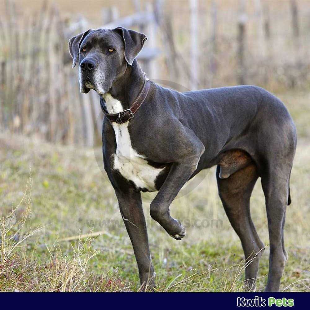 Durvet Triple Wormer for Medium & Large Dogs D976268
