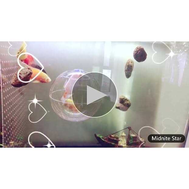 CHUQIANTONG Hamster Exercise Ball Transparent Silent Wheel for Small Animals H5036