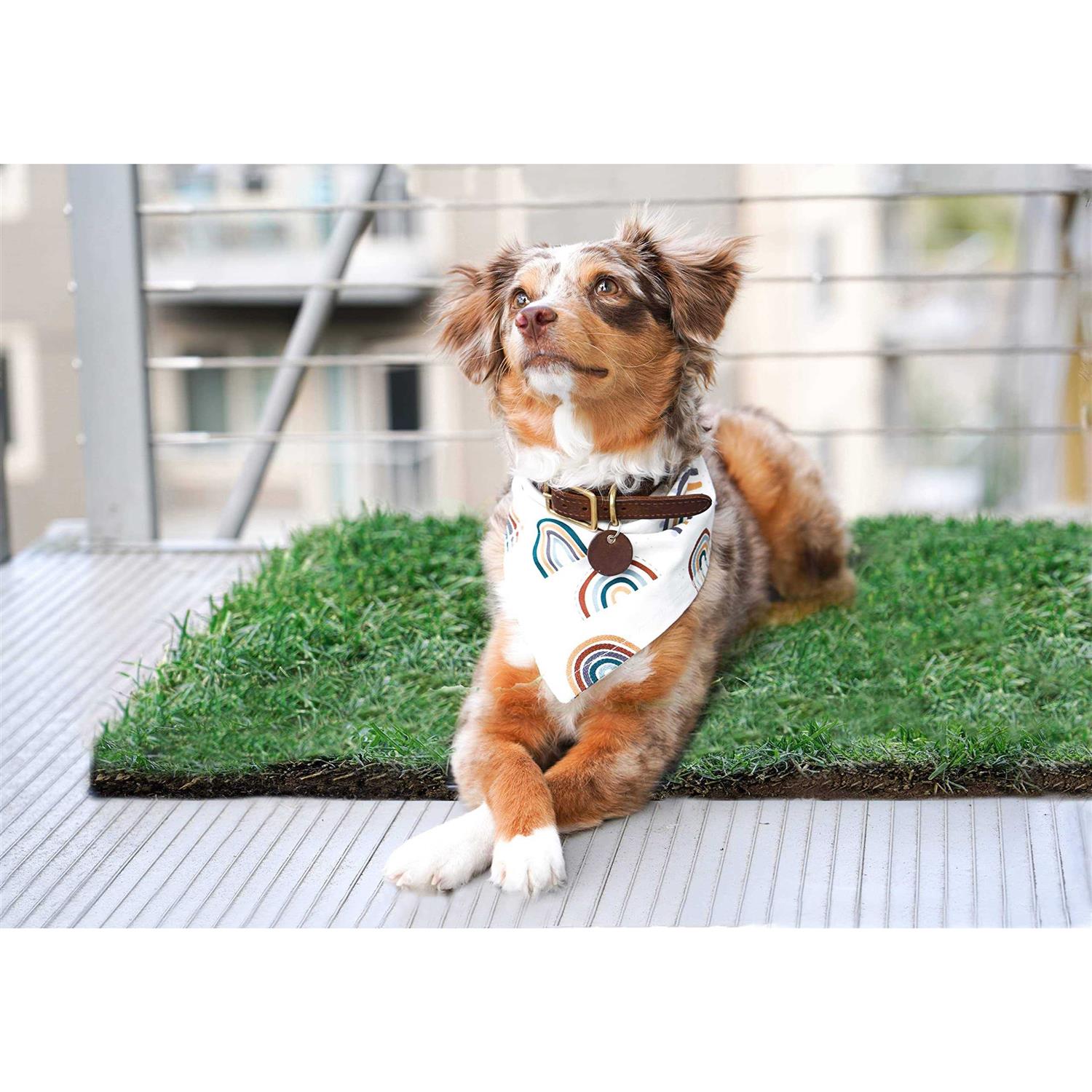 DoggieLawn Dog Potty Real Grass P567039